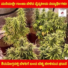 ಶಿವಮೊಗ್ಗದಲ್ಲಿ ಬೆಳಕಿಗೆ ಬಂದ ಬೆಚ್ಚಿ ಬೀಳಿಸುವ ಘಟನೆ | Shivamogga | Cannabis