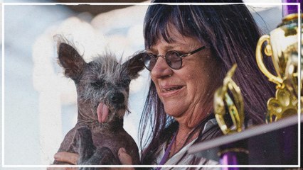 Scooter ist der hässlichste Hund der Welt