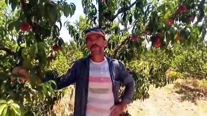 Karkamış'ta Şeftali Üreticisi Yüksek Rekolte ile Hasada Başladı