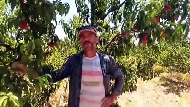 Karkamış'ta Şeftali Üreticisi Yüksek Rekolte ile Hasada Başladı