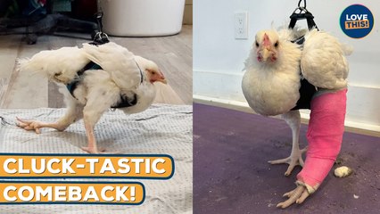 RESCUE CHICKEN Learns to Walk AGAIN!!