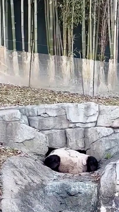 Can You See The Pandapanda was hide