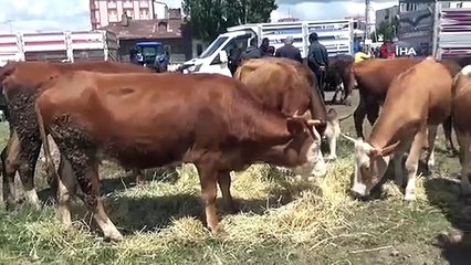 Kars'ta kurbanlık çok, alan yok