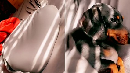 Silly Dog Gets STUCK in Duvet!