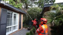 SES attends tree down in Figtree | June, 26, 2023 | Illawarra Mercury