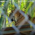 Tiger cubs meet adult tigers for the first time 