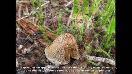 Coprinus xanthothrix. Champimaginatis. English Text