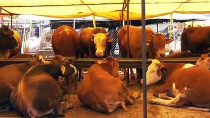 Ankara'da Kurbanlıklar Besicilerin Elinde Kaldı: "Geleli Bir Hafta Oldu, Daha Hiçbir Satış Yapamadık"