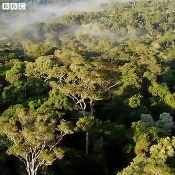 We sent an adorable spy into the mountains of Uganda to see what gorillas get up to when they think we’re not looking…
