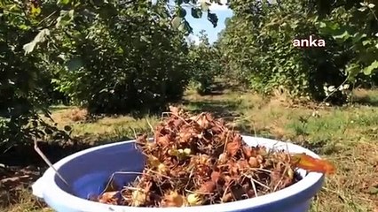 Yeni tarımsal yönetmelik taslağına göre ürünlerde yeni bahçe kurulması izne bağlanacak