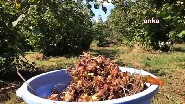 Yeni tarımsal yönetmelik taslağına göre ürünlerde yeni bahçe kurulması izne bağlanacak