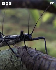 A bombardier beetle's deadly tactic – a sharp spray of boiling acid from its rear!   #Life