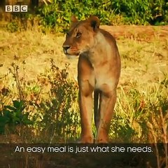 Maybe Simba and Pumba wouldn't have made such great friends!  #Serengeti