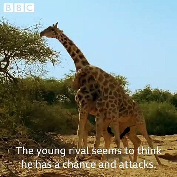Giraffe fights aren't for the faint hearted!  #WorldGiraffeDay