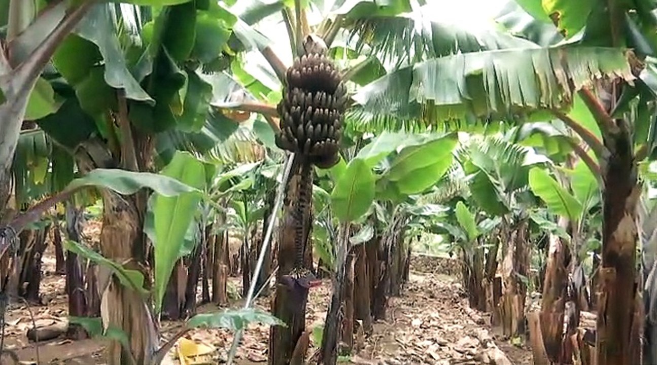 El plátano rojo, el tesoro mejor guardado de Ca...