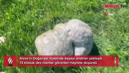 Bulduğunda kaya sandı, ne olduğunu anlayınca şok oldu