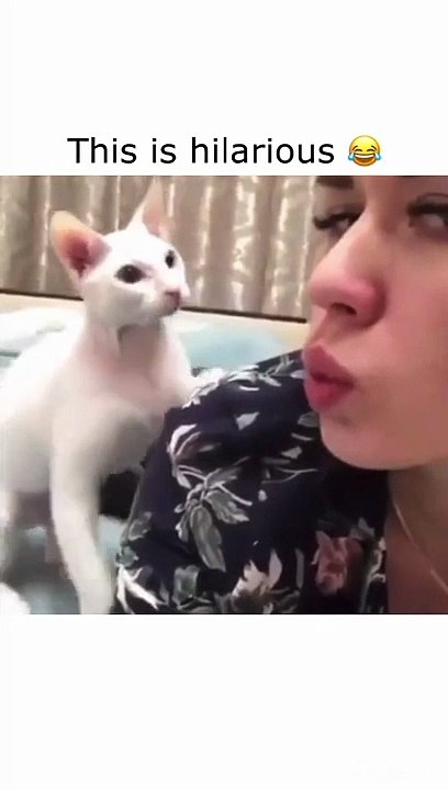 funny animals  lol video