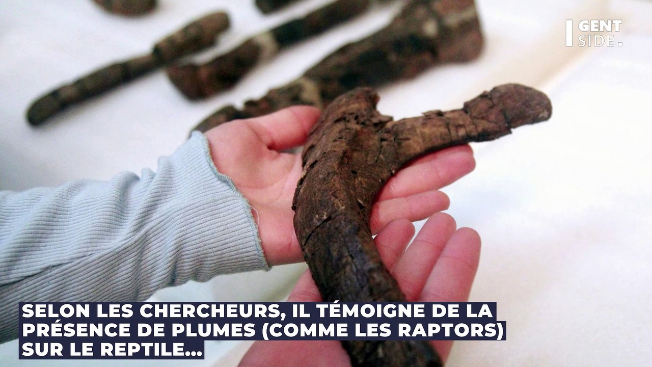 Un fossile de "dinosaure pigeon" à la forme étrange intrigue les scientifiques