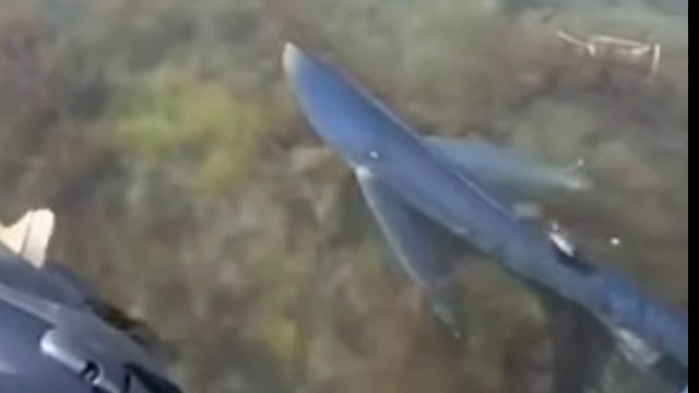 Shark spotted again in shallow waters in Spain sparked panic on Costa Blanca beach