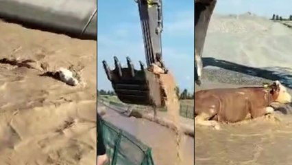 Kepçe operatöründen usta işi harekât; akıntıya kapılan boğayı tek hamlede kurtardı