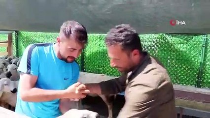 Otomobil Fiyatına Kurbanlık