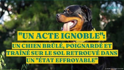 "Un acte ignoble" : un chien brûlé, poignardé et traîné sur le sol retrouvé dans un "état effroyable"