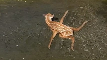 Woman Rescues Fawn Trapped In Drain Culvert | Wild-ish TV