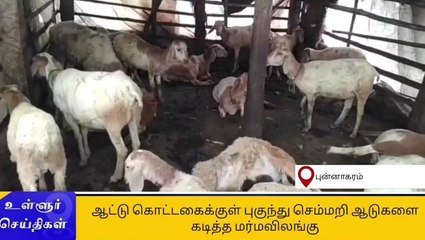 செம்மறி ஆடுகளை கடித்த மர்மவிலங்கு - 14 ஆடுகள் பலி!
