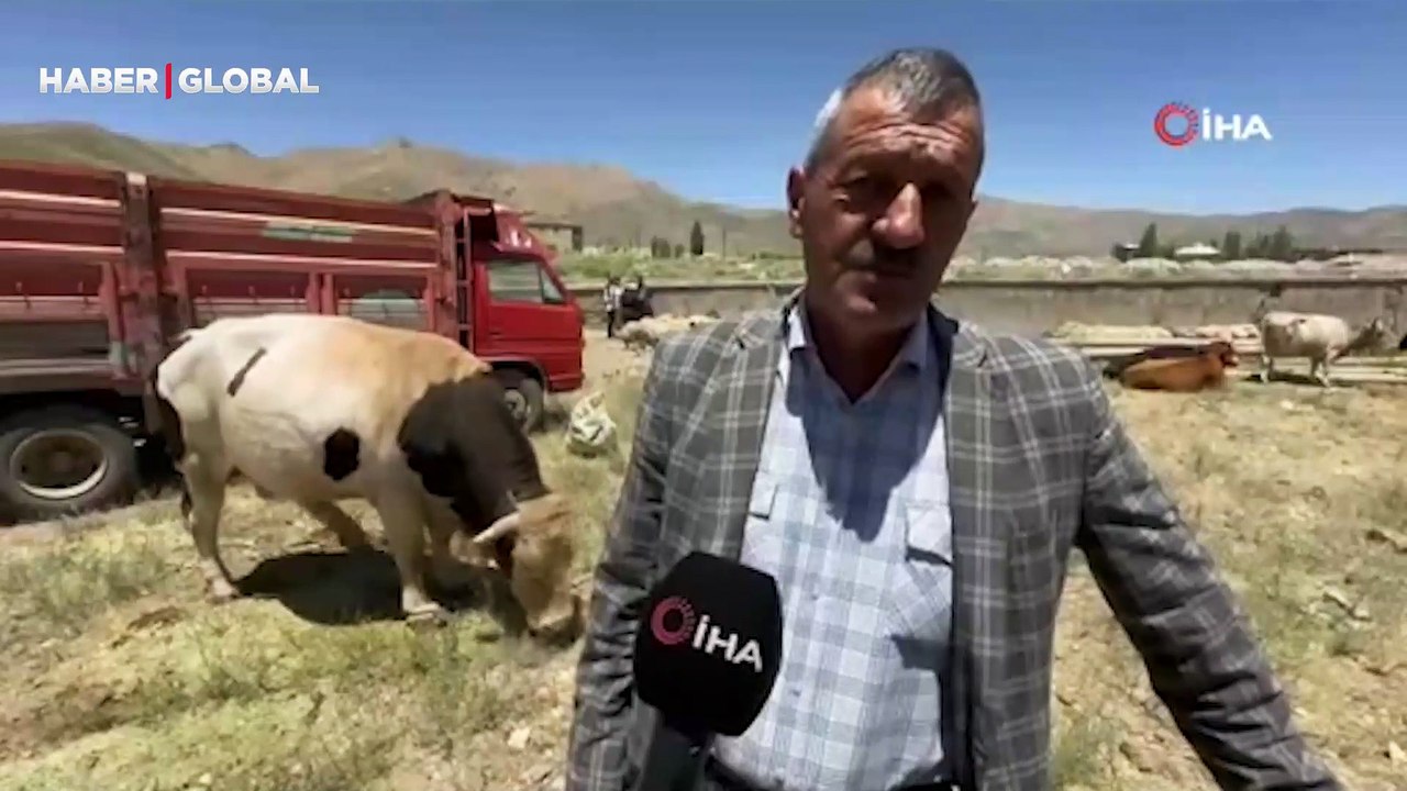 1 ton 100 kilogramlık ‘Paşa’ için istenilen fiyat dudak uçuklattı!