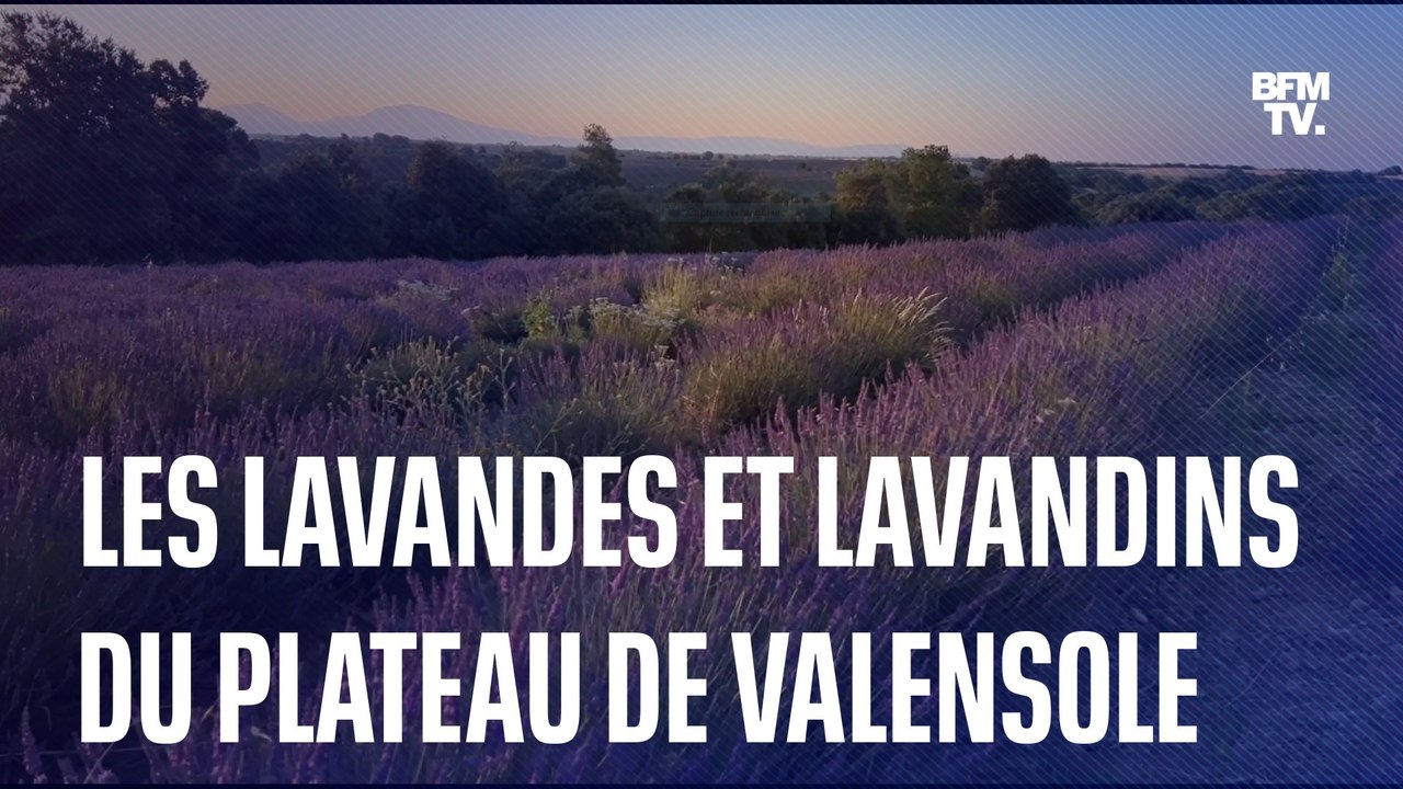 À la découverte des lavandes et lavandins du pl...