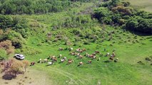 Çin'in İç Moğolistan Özerk Bölgesi'ndeki Ar Horqin Çayırı'nın manzarası büyülüyor