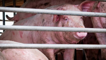Schweinebestand in Deutschland auf Rekordtief