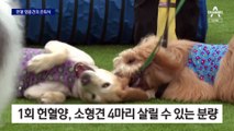 “애썼다 헌혈견”…개 살리는 영웅견의 은퇴식