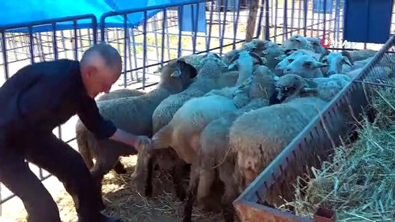 Kurban pazarında dişi hayvanlara ultrason cihazıyla hamilelik kontrolü yapıldı