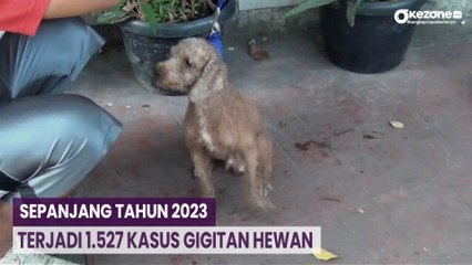 Tak Ada Penularan Rabies di Jakarta meski Terjadi 1.527 Kasus Gigitan Hewan Sepanjang Tahun 2023