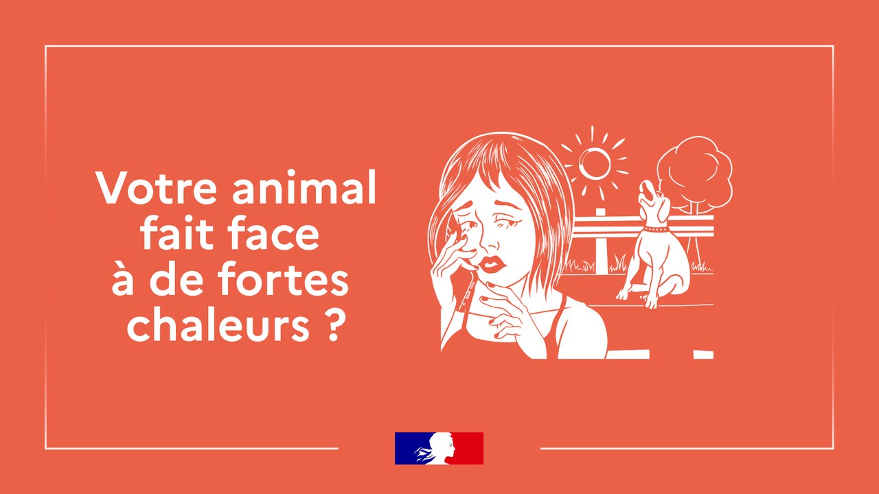 Comment protéger son animal de la chaleur?