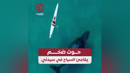 حوت ضخم يفاجئ السياح في سيدني