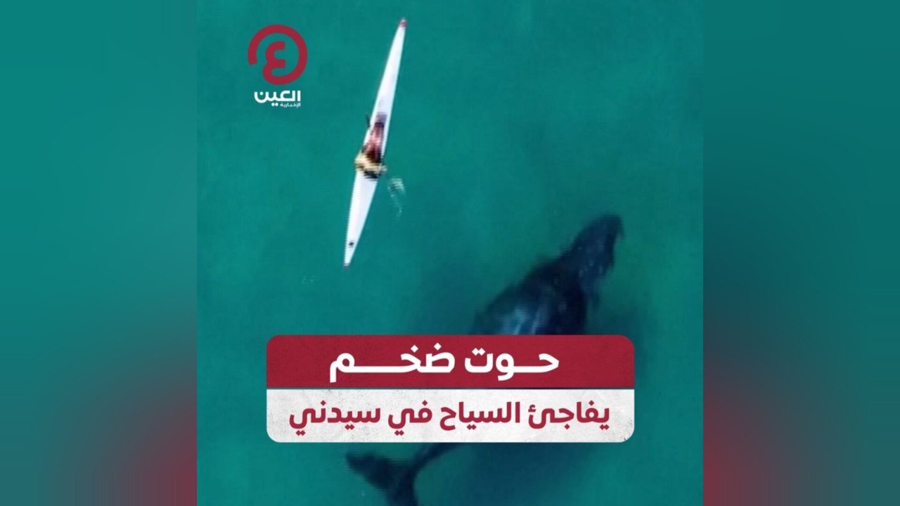حوت ضخم يفاجئ السياح في سيدني