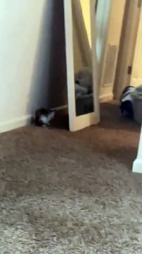 This Kitten Is Absolutely Terrifying