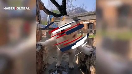 Musluktan su için sevimli köpek