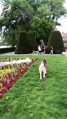 Dog Just Wants A Dip In The Fountain