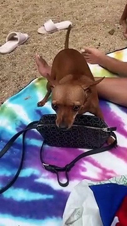 Dog Guards Owner's Purse