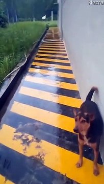 Maman chien conduit l'homme à ses chiots