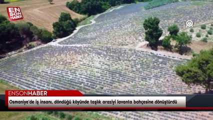 Osmaniye'de iş insanı, döndüğü köyünde taşlık araziyi lavanta bahçesine dönüştürdü