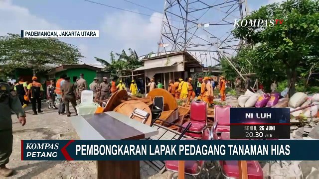 Proses Pembongkaran Lapak Pedagang Tanaman Hias di Bantaran Sungai Ancol