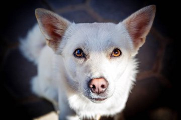 5 Mitos Sobre Los Perros Que Son Falsos