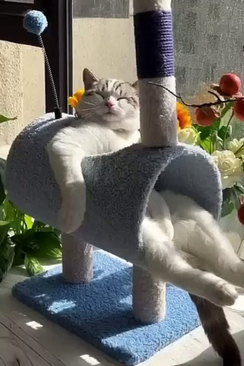 Cat_funny.video