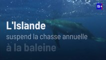 L'Islande suspend la chasse annuelle à la baleine