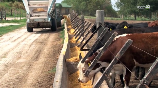 Atípica temporada de calor matará miles de cabezas de ganado en la región Altos Norte