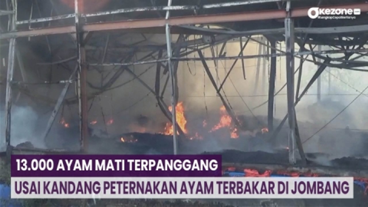 13.000 Ayam Mati Terpanggang Usai Kandang Peternakan Ayam Terbakar di Jombang